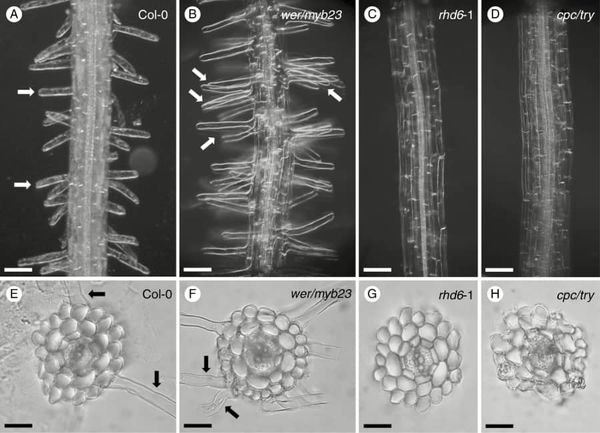 Details of the surface of primary roots