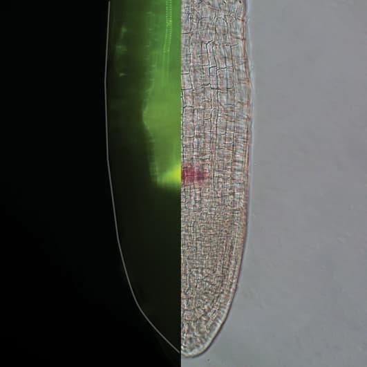 Root tip