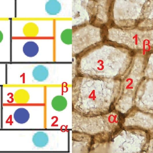 Moss cells and diagram