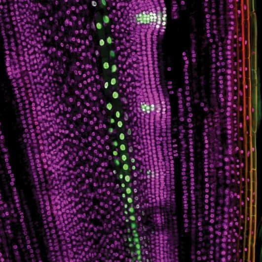 Cucurbita pepo cells