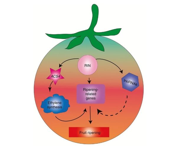 Schematic representation of the proposed model for a regulatory mechanism of tomato fruit ripenin