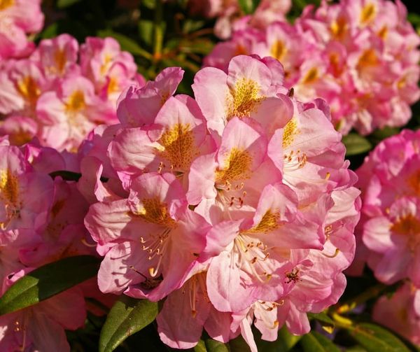 A pink flower