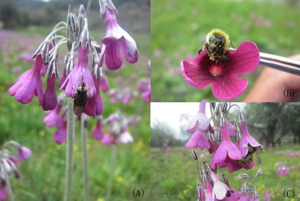 Pollinators of Primula secundiflora