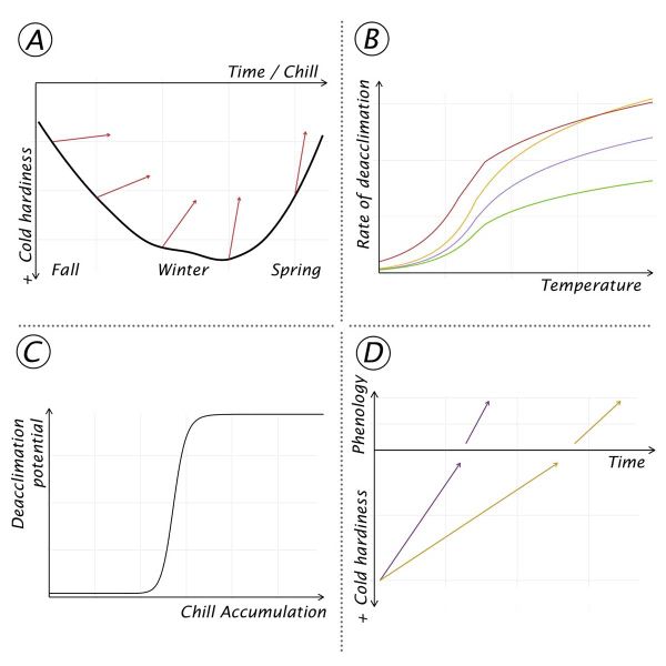 Deacclimation kinetics of Vitis species