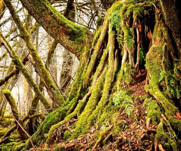 Roots