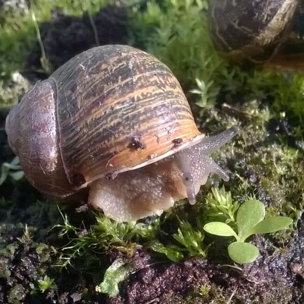 Cornu aspersum