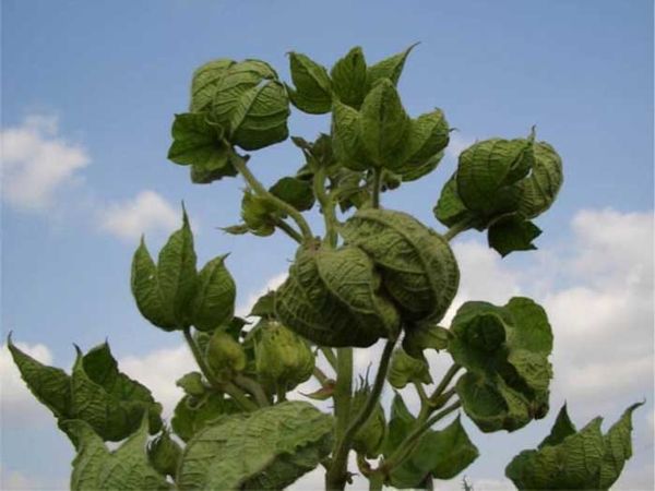 Cotton leaf curl virus
