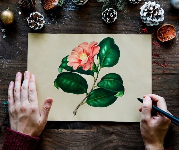 Drawing of a plant