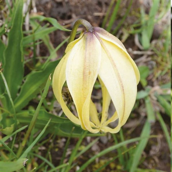 A flower in Tibet
