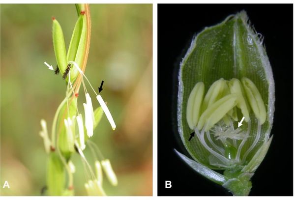Flowers of (A) wild rice and (B) domestic rice.