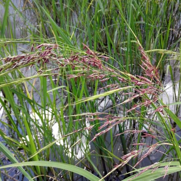 Wild Zizania latifolia plant