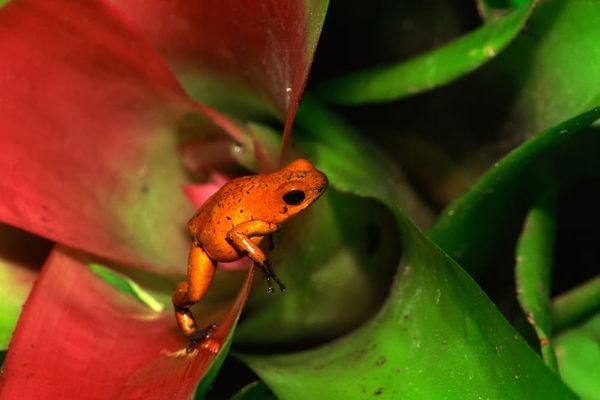 Bromeliad and frog