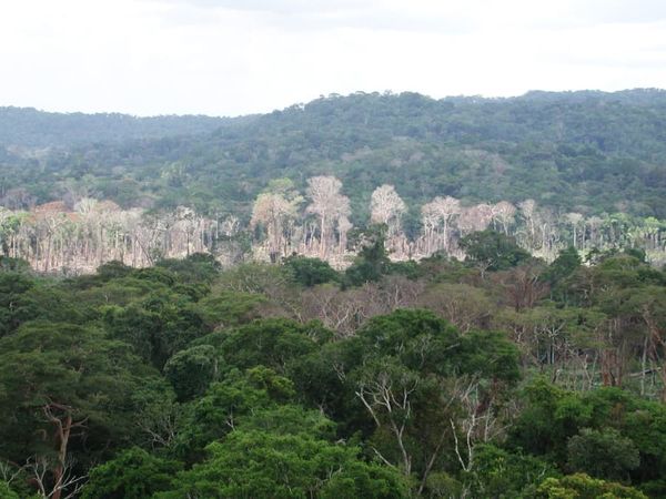 Dead trees in the Amazon