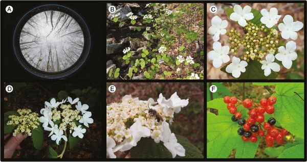 How can sterility make a plant more fertile?