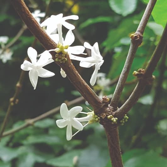 Apocynaceae