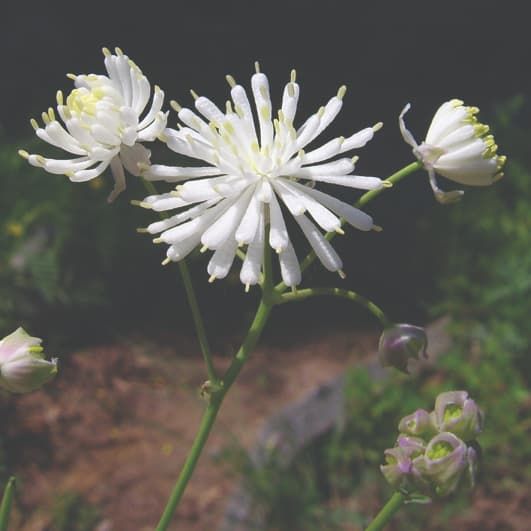 Thalictrum