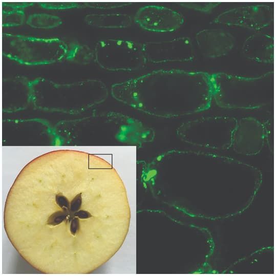 Apple and cells