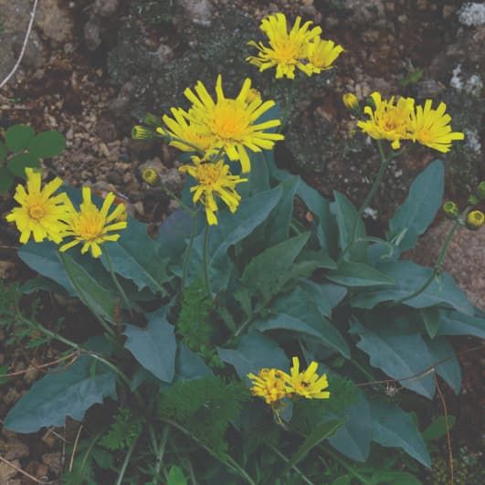 Hieracium