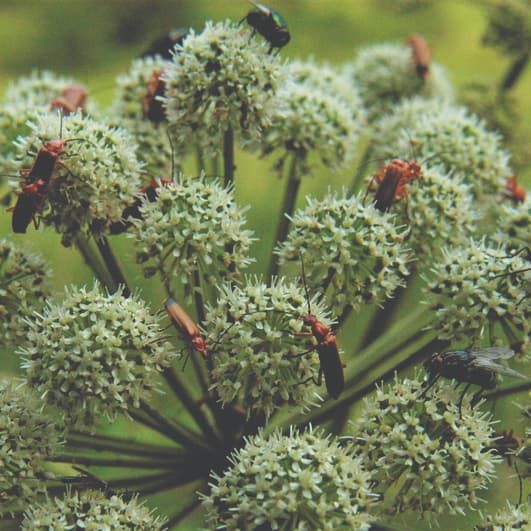 Angelica sylvestris