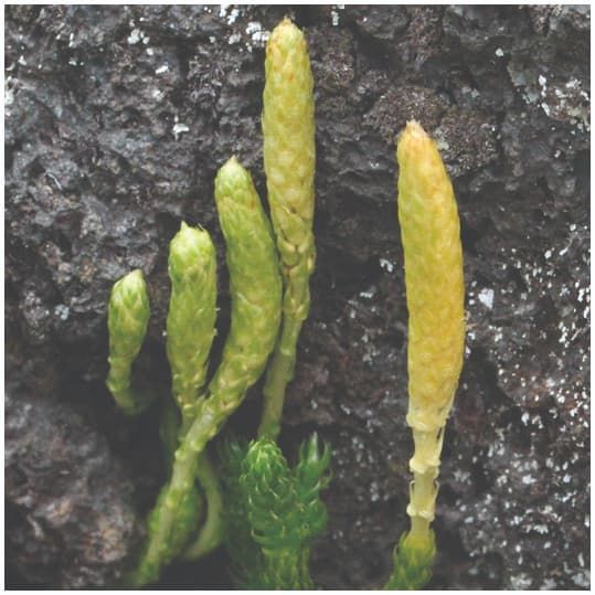 Lycopsid