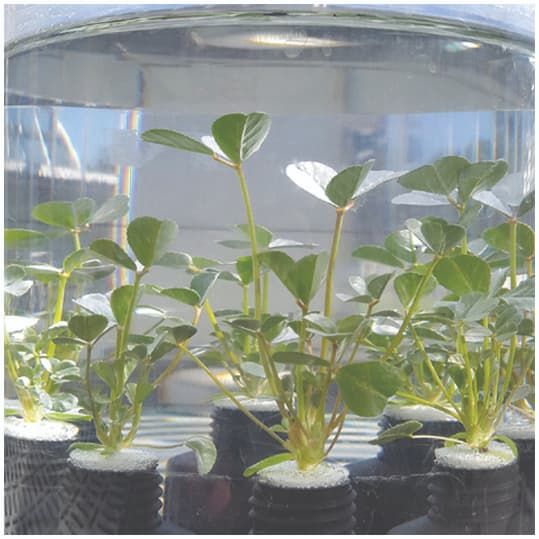 Submerged plants