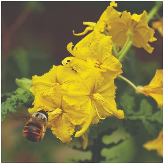 Bee on a flower