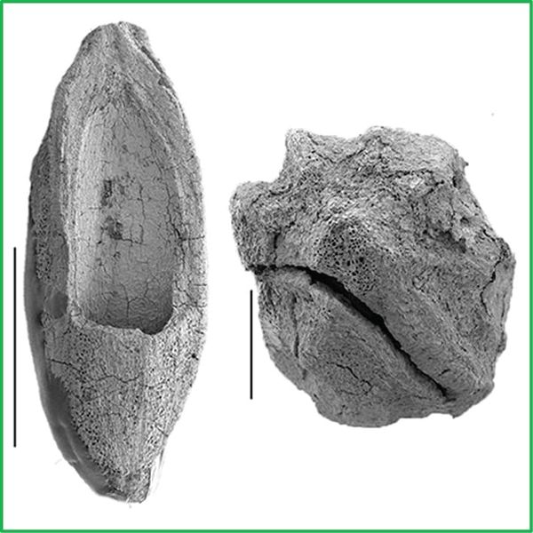 Eydeia jerseyensis