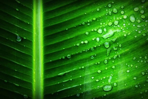 A fluorescent leaf