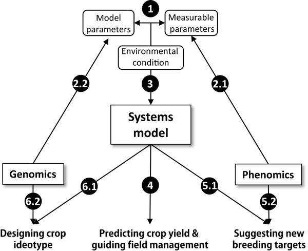A systems model