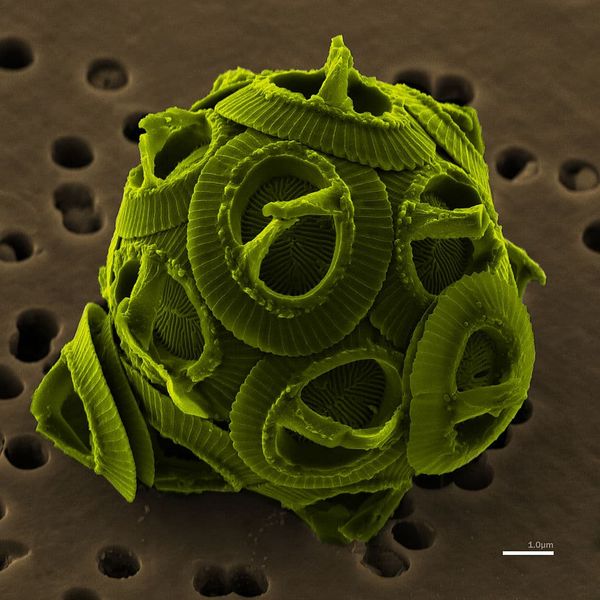 Gephyrocapsa_oceanica