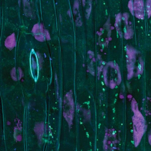 Hornwort stomata