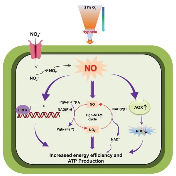 Diagram of the chemical process