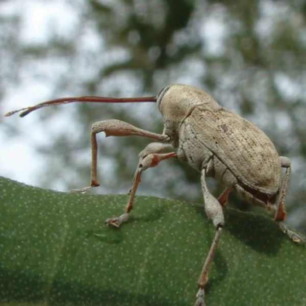 Curculio weevil