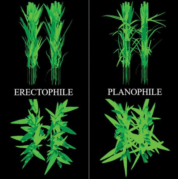 Models of plants