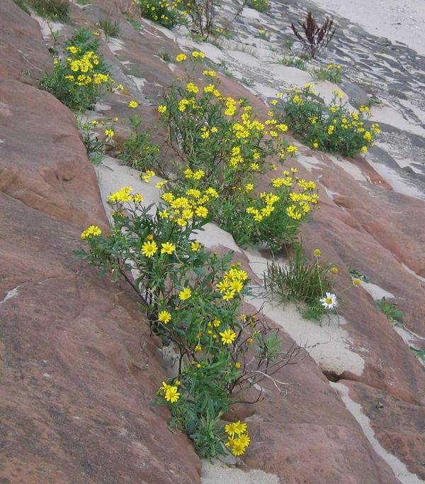 The hybrid ragwort species Senecio squalidus