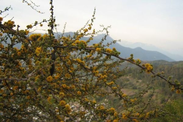 Vachellia caven