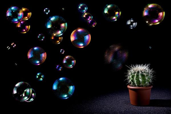 A cactus bursting bubbles