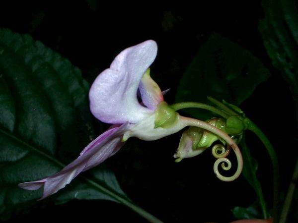 A flower with a distinctively long spur