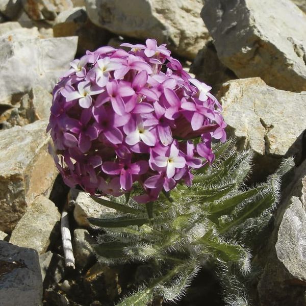 Hesperis