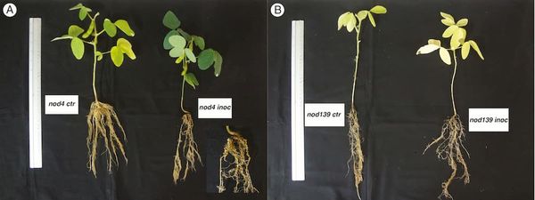 Hypernodulating soybean mutant line nod4 lacking ‘Autoregulation of Nodulation’ has limited root-to-shoot water transport capacity
