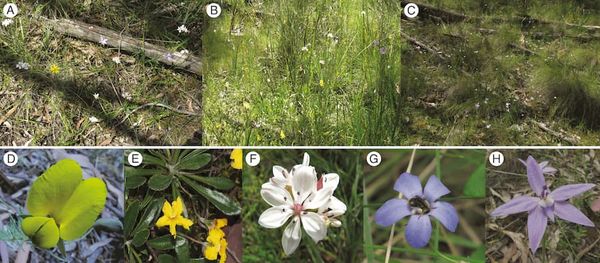 Examples of habitat and representative herbaceous species at the study sites.
