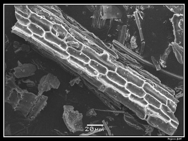 Phytolith
