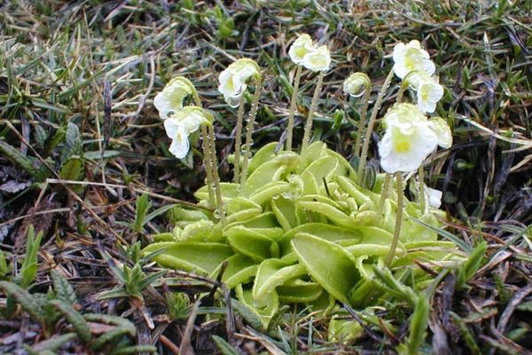 Pinguicula alpina