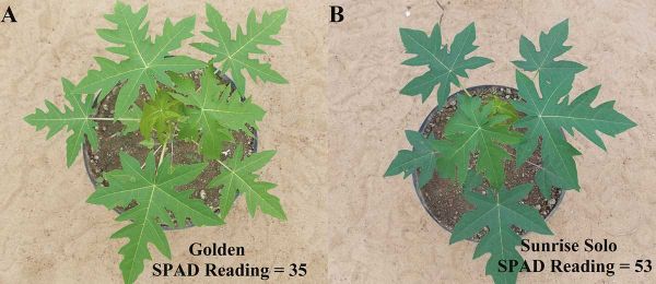 Papaya genotypes