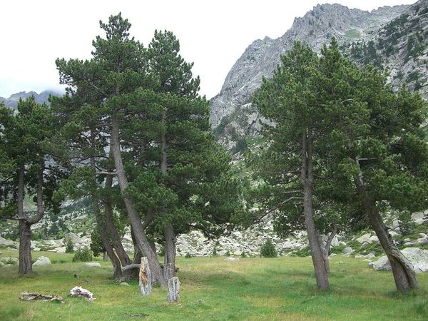 Patterns of mtDNA variation reveal complex evolutionary history of a relict and endangered peat bog pine