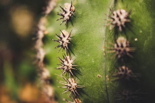 A cactus