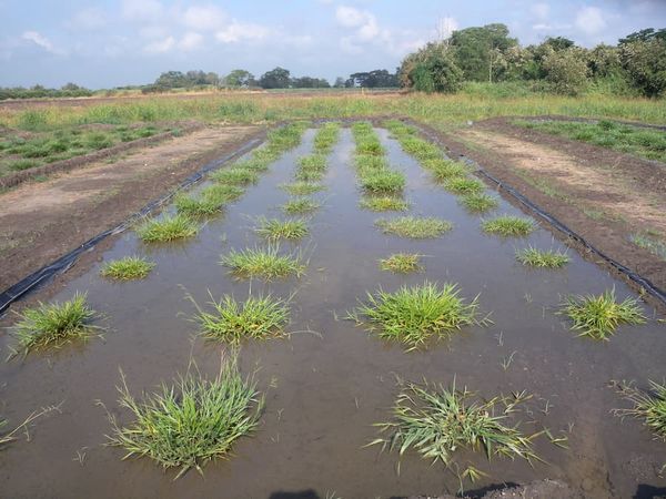 Urochloa genotypes