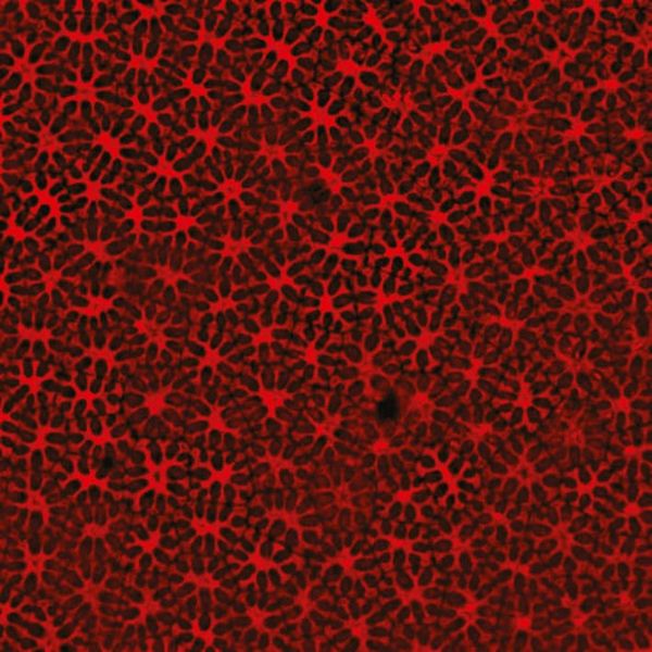 Pea seed testa and its role during the establishment of physical dormancy