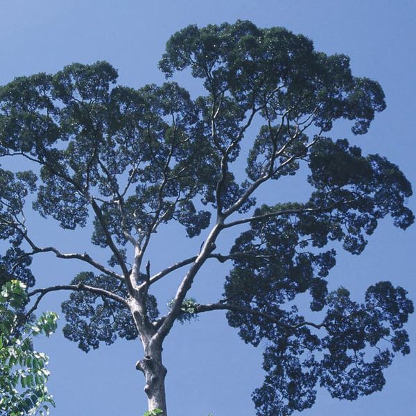 A tree