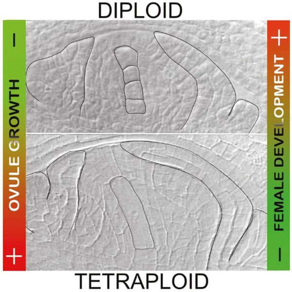 Heterochrony in reproductive development among P. rufum cytotypes